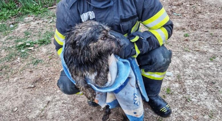 Kútba esett kutyát mentettek meg a tűzoltók