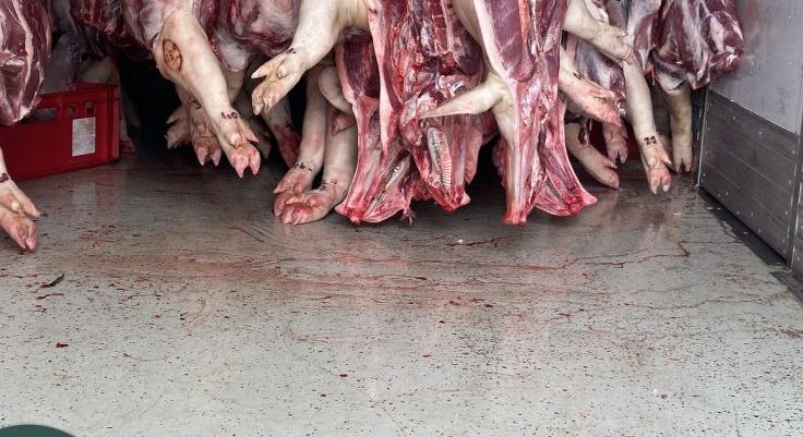 Két és féltonna rohadó disznóhúst húst találtak egy teherkocsiban
