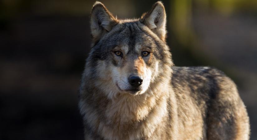 Farkast láttak a magyar erdőben: jó nagy állat volt, vadakat hajtott  VIDEÓ