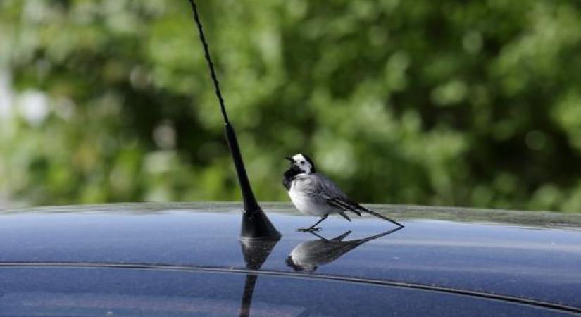 A civilizációs „szennyezés” miatt támadják tavasszal a madarak a tükröződő felületeket