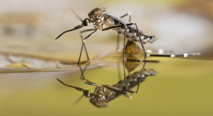 Brutális szúnyoginvázióra számíthatunk idén: erre mindenkinek fel kell készülnie