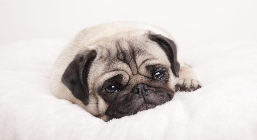 Szívfacsaró videón a síró kutya: nem hiszed el, miért szomorú