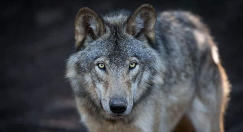 Szürke farkas ólálkodik Komárom körül – VIDEÓ
