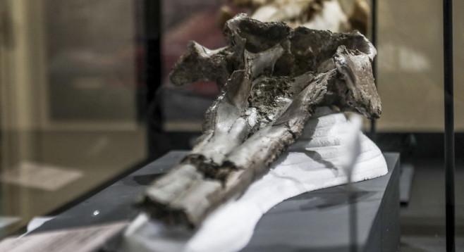 Egy 16 millió éves óriásdelfin-koponyát fedeztek fel Peruban