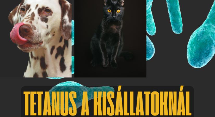 Kutyák és macskák tetanus betegsége, Nokedli és Tara története