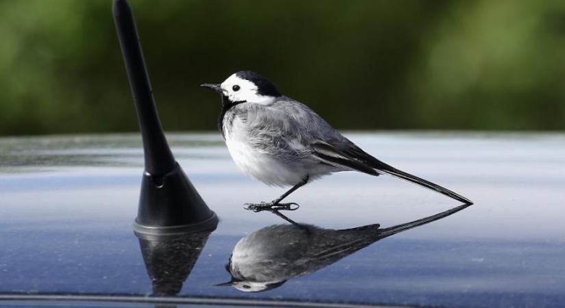 A költési időszak közeledtével számítani lehet a saját tükörképükkel harcoló madarakra