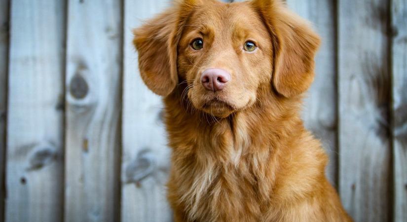 "A kutyák többet értenek, mint amennyit mutatnak" – újabb meglepő kutatási eredmény az ELTE kutatóitól