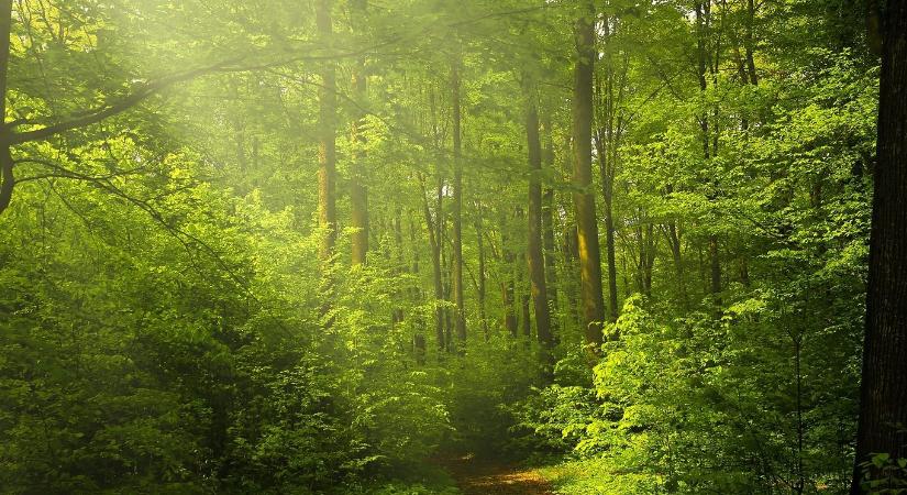 Megjelentek az első új erdészeti pályázati felhívások