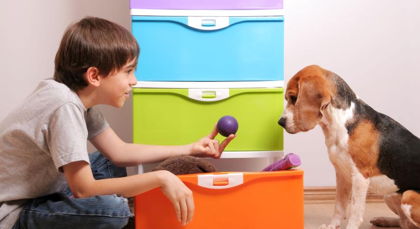 Kiderült: a kutyák jóval többet értenek az emberi beszédből, mint amennyit mutatnak