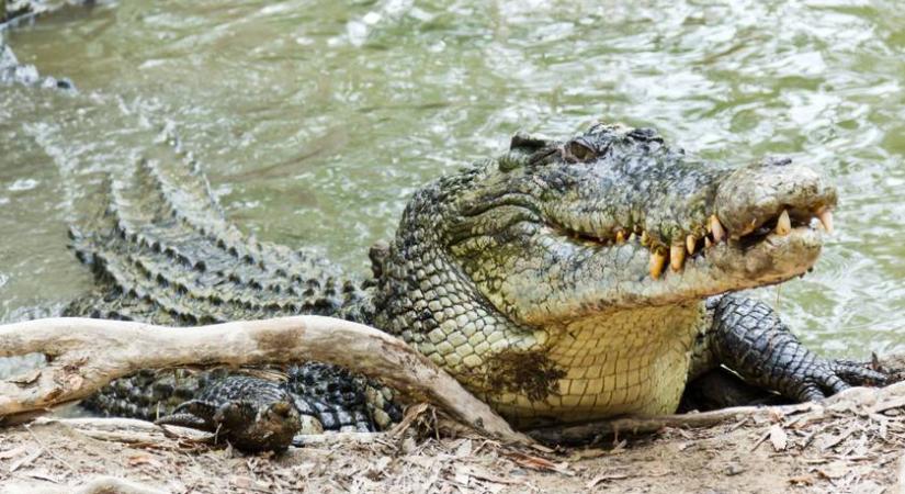 Krokodilok felöklendezett szőrlabdáit gyűjtik az ausztrálok
