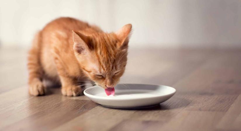 Ihat-e növényi tejet egy macska?
