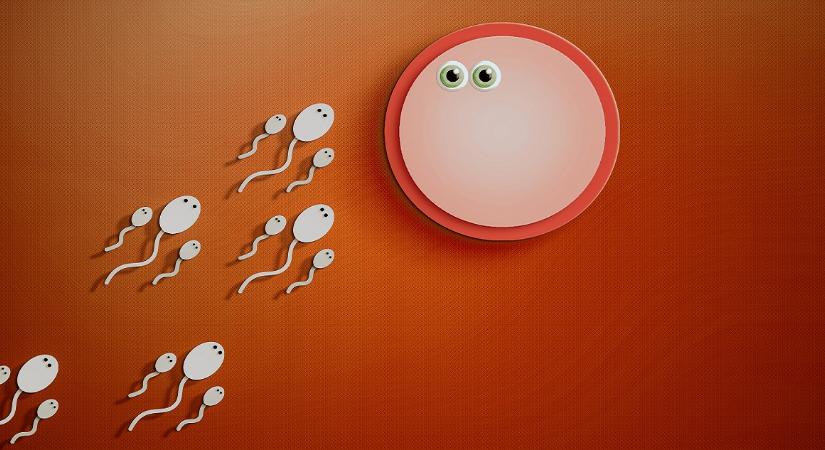 Mennyi ideig maradnak életben a spermiumok?