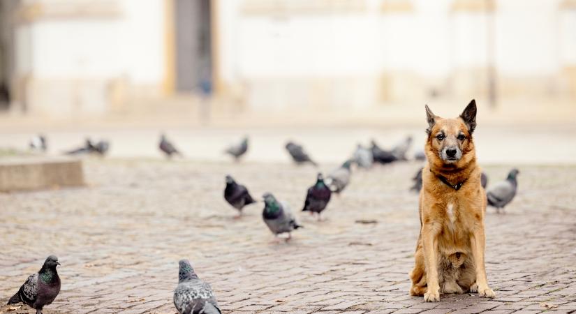 A kóbor kutyák is értik az emberi testbeszédet? Tesztelték