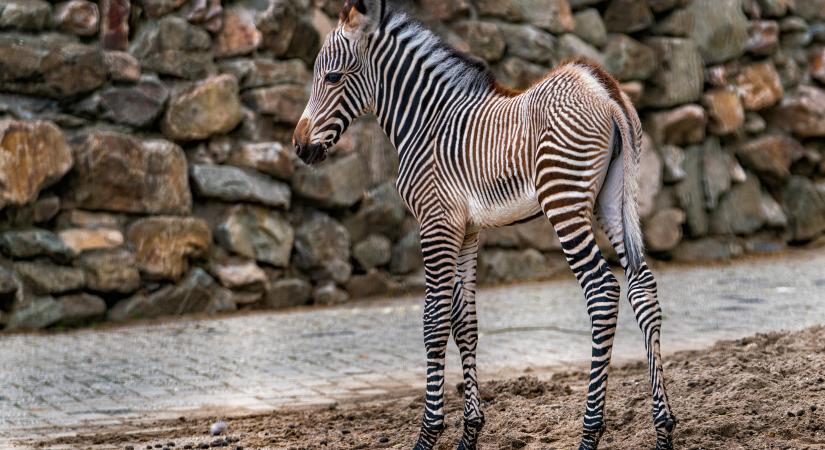 Két cuki Grevy-zebra született a Nyíregyházi Állatparkban