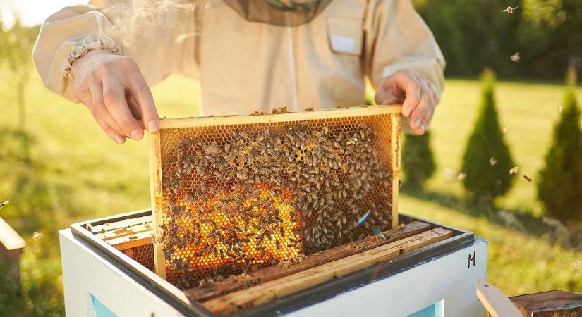 Méhészeteknek indul többmilliárdos támogatási program