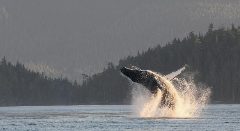 Kanada nyugati partjainál partra vetődött egy gyilkos bálna és elpusztult