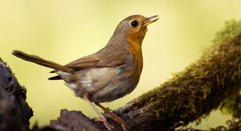 Csodálatos madárdallal csábítanak a természetbe a Maros-menti erdők rejtőzködő énekesei!