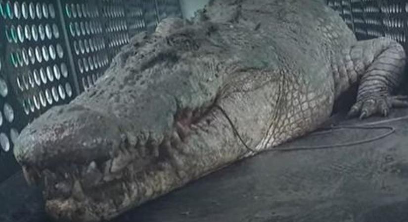 Elfogtak egy gigantikus krokodilt, mely rettegésben tartott egy ausztráliai falut