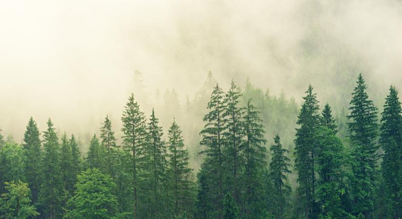 AM: az erdőkre alapozó innováció válaszokat ad a klímaváltozásra