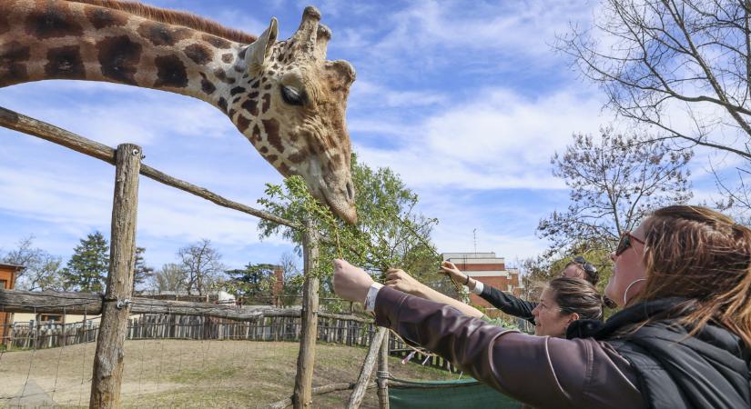 Félénk, de cuki: ő Geluck, az állatkert új lakója