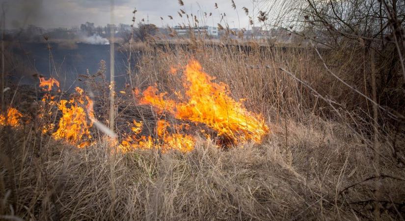 Több hektáron égett a nádas Kalocsa közelében