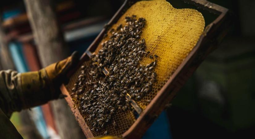 Folytatódik a Magyar méhészeti program
