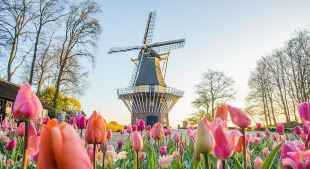 Hétmillió virággal megnyitott Hollandia legnagyobb tulipánkertje