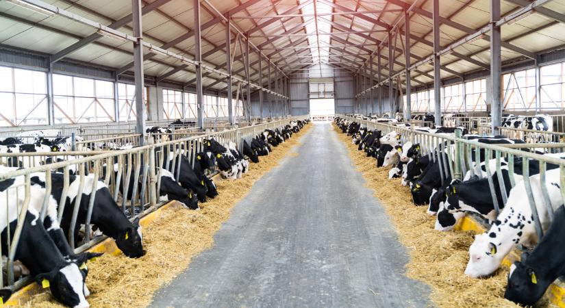 Rendkívüli: megjelent a madárinfluenza a tejelő tehenekben