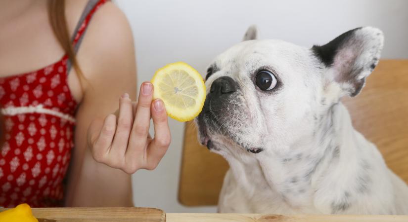 Ezért ne dobj pár lájkért citromot a kutyádnak