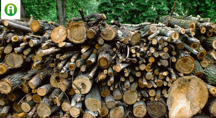 A faanyagok tiltott kereskedelme is környezetet károsító bűncselekmény az EU-ban!