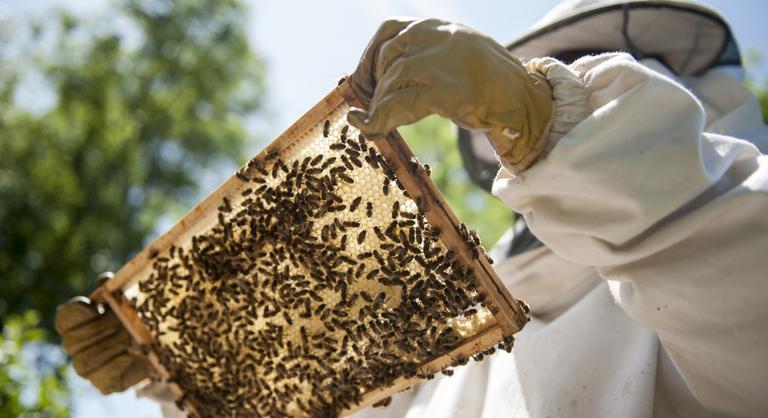 Jó hír érkezett a magyar méhészeknek, jelentős támogatást kaphatnak