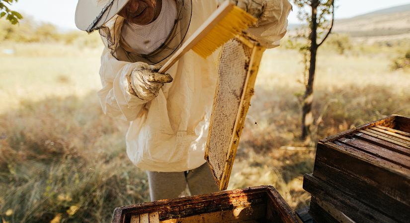Méhészek figyelem, indul a támogatási program