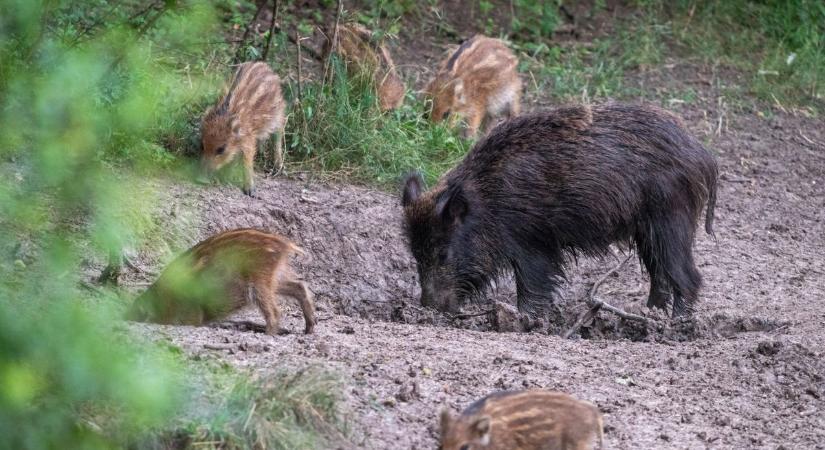 Vaddisznótól, medvétől és farkastól is tartani kell a nógrádi erdőkben