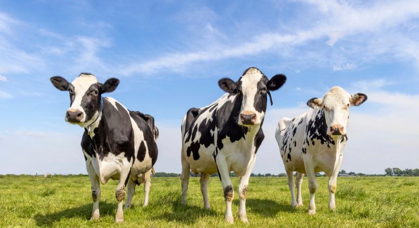 Küszöbön egy újabb világjárvány? Megjelent a madárinfluenza a tejelő tehenekben