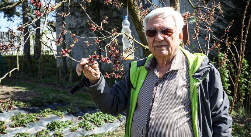 Egy gyümölcsöt szinte teljesen lenulláztak a márciusi fagyok a Jászkunságban
