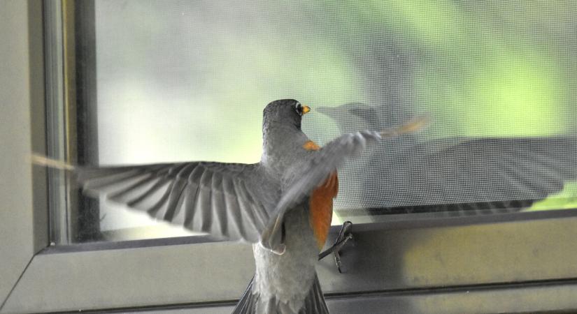 Végkimerülésig küzdenek tükörképükkel a madarak