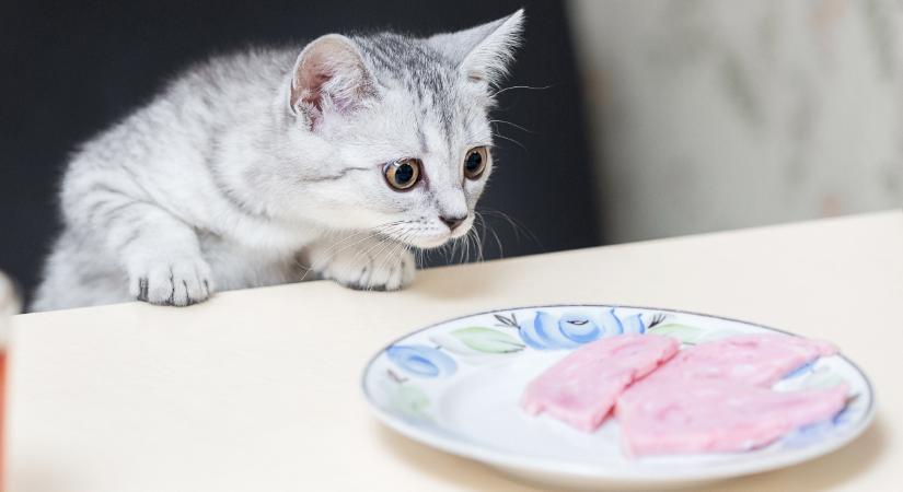 Ehetnek sonkát a macskák? Ez az orvosok álláspontja
