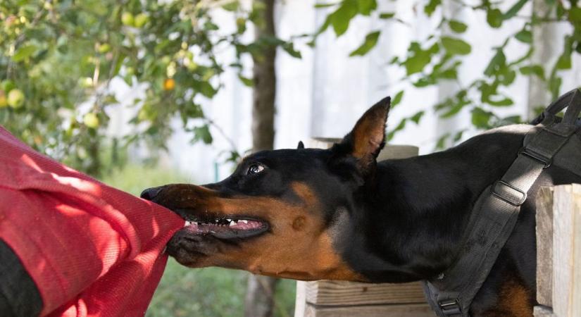 A rozoga kerítésen kiszökött kutya harapott meg egy ember Vasban