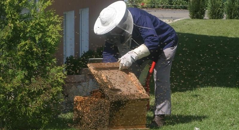 3 milliárd forint támogatásra pályázhatnak a hazai méhészek