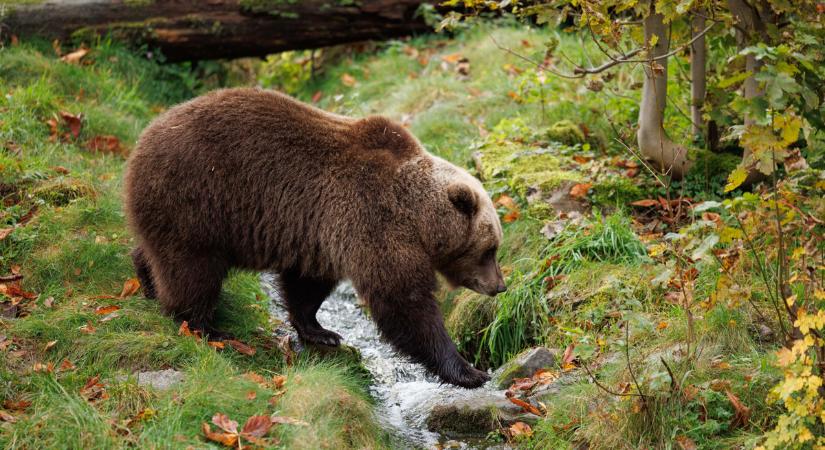 Megsebesített öt embert egy medve Liptószentmiklóson, kilőtték