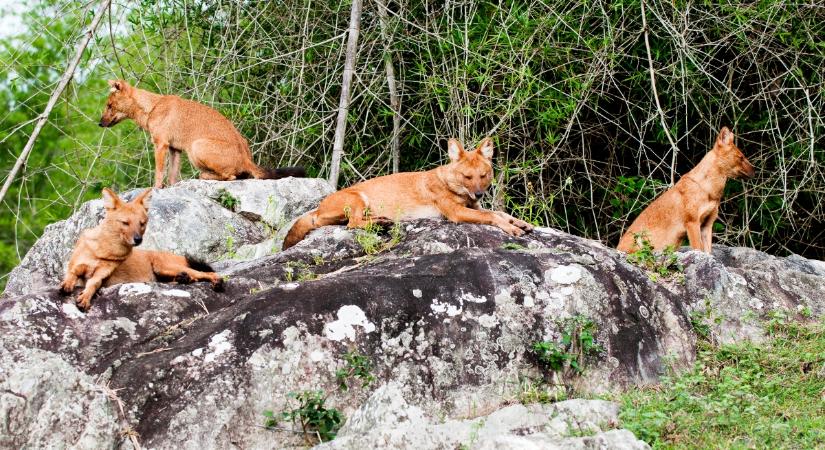 9 érdekesség az ázsiai vadkutyáról: a rókaképű kutyaféle, aki két lábon állva pisil