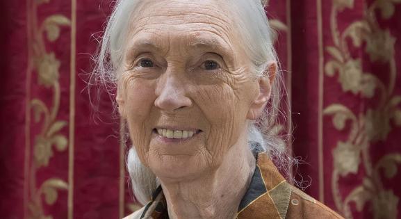 Mit kíván Jane Goodall a 90. születésnapjára?