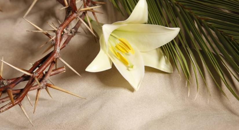 Bőséget hoz, ha sokáig virágzik: így gondozd otthon a húsvét hagyományos virágát