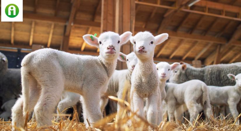 24 százalékot drágult a bárány, miközben a sertés és a marha ára csökkent