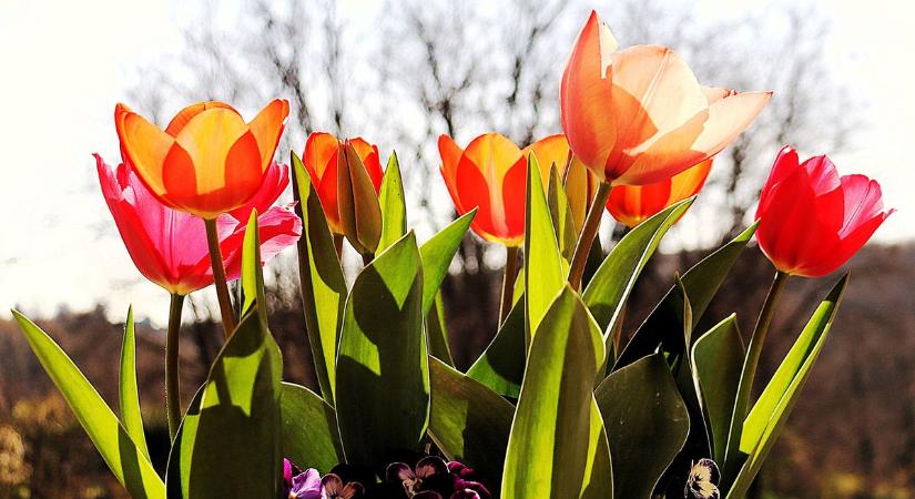 Kinyíltak a tulipánok Keszthelyen