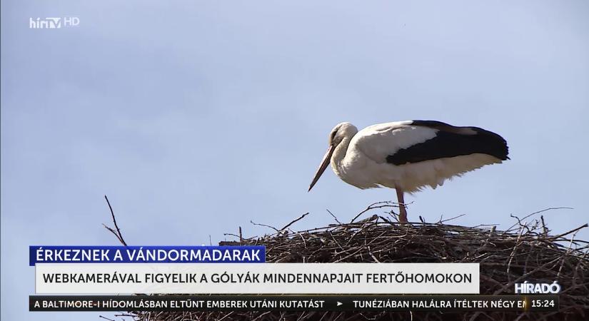 Webkamerával figyelik a gólyák mindennapjait Fertőhomokon  videó