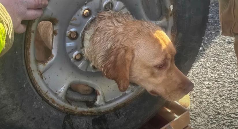 Pótkerékbe szorult kutyát mentettek meg az amerikai tűzoltók - videó