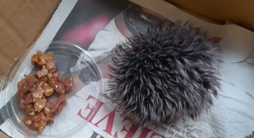 Azt hitte a nő, egy kölyök sündisznót talált: a valóság az orvosnál derült ki - Videó