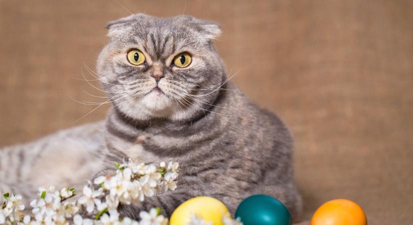Így nem lesz borzasztó a húsvét a macska számára