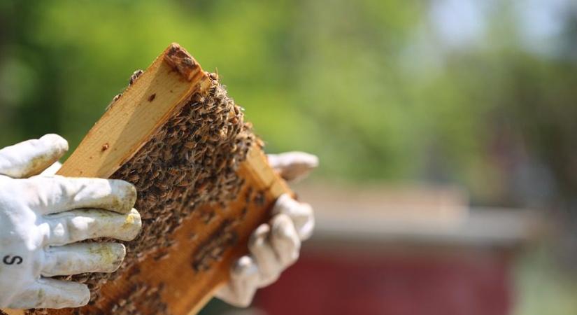 Már a méhészek is benyújthatják kérelmüket